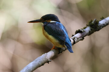 Common Kingfisher (Alcedo atthis), Eurasian kingfisher