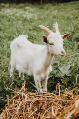 Obraz premium close up portrait of white goat on green grass and haystack