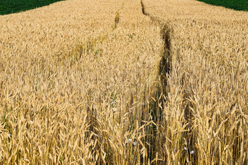 Fototapeta premium Spikelets of wheat, hot summer day. The concept of agriculture. Birth of fresh bread. Shallow depth of field. Agriculture concept