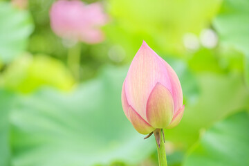 ハスの蕾/ロータス/アジアンテイスト/蓮 /蓮華/神秘的なヨガ、仏教のイメージ