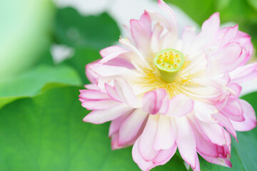 ボタン咲きのハスの花/ロータス/アジアンテイスト/蓮 /蓮華/神秘的なヨガ、仏教のイメージ
