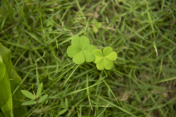 Overhead shot of Four-leaf clovers in the greenery