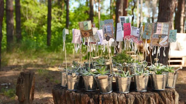 Alpenglow or vera higgins succulents in small decorated galvanized buckets arranged on a stump in pine forest. Pots with succulent aloe flowers as presents for wedding guests on ceremony venue.