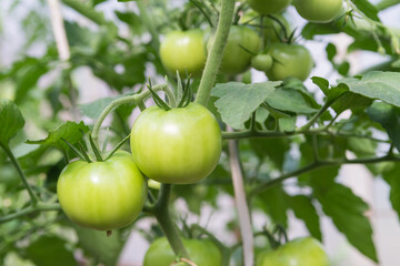 green unripe tomatoes in a greenhouse close-up. growing vegetables and fruits on the farm, gardening