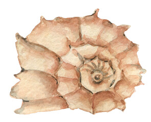 Watercolor shell element