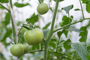 green unripe tomatoes in a greenhouse close-up. growing vegetables and fruits on the farm, gardening