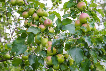an apple tree with green unripe apples. garden fruits. seasonal harvest. useful vitamins on the farm