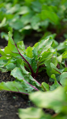 Beet leaves that grow in the garden. Image with selective focus