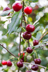 a ripe burgundy cherry on a branch on a tree in the garden. healthy and delicious berries