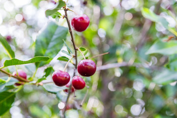 a ripe burgundy cherry on a branch on a tree in the garden. healthy and delicious berries