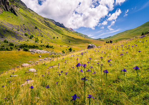 Verde valle alpino con flores en primer plano y cielo azul de nubes blancas