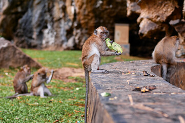 Wildlife. Little monkey eating fruits outdoors.