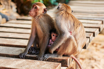 Wildlife. Macaque family with baby monkey.