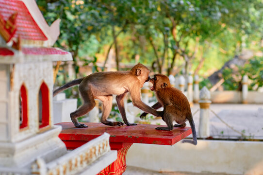 Couple of macacas playing family in buddhist temple garden in Thailand.