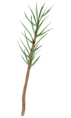 Fototapeta premium Hand painted watercolor pine clipart. Isolated on white background.