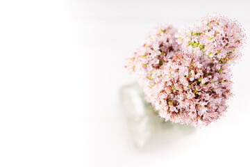 Bouquet of blooming oregano in a glass vase. Photograph of oregano in bloom. Flower photography and decoration
