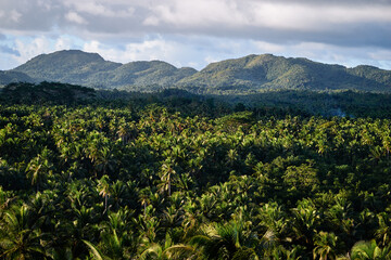 Tropical landscape. Big coconut palm trees plantation.
