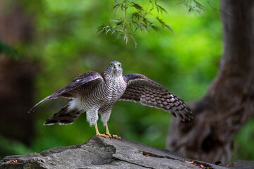 ハイタカの幼鳥