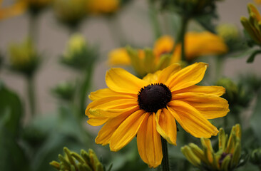 Rudbeckia yellow flowering coneflower in the garden