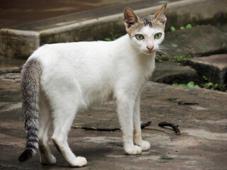 white pet domestic cat standing looking starring