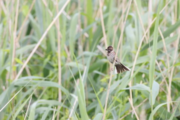  common reed bunting (Emberiza schoeniclus) germany