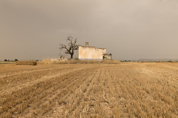 Fototapeta premium An abandoned house and dead tree on the field with straw bales in summer.