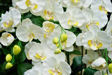 White Orchid or Phalaenopsis Aphrodite Flower - 白 胡蝶蘭 花 - obrazy, fototapety, plakaty