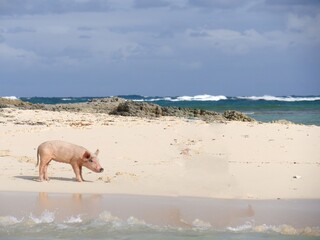 White sand beach at the Exuma Cays with a pig standing on the shore