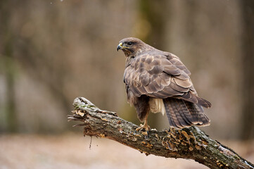 Buzzard perched on a branch