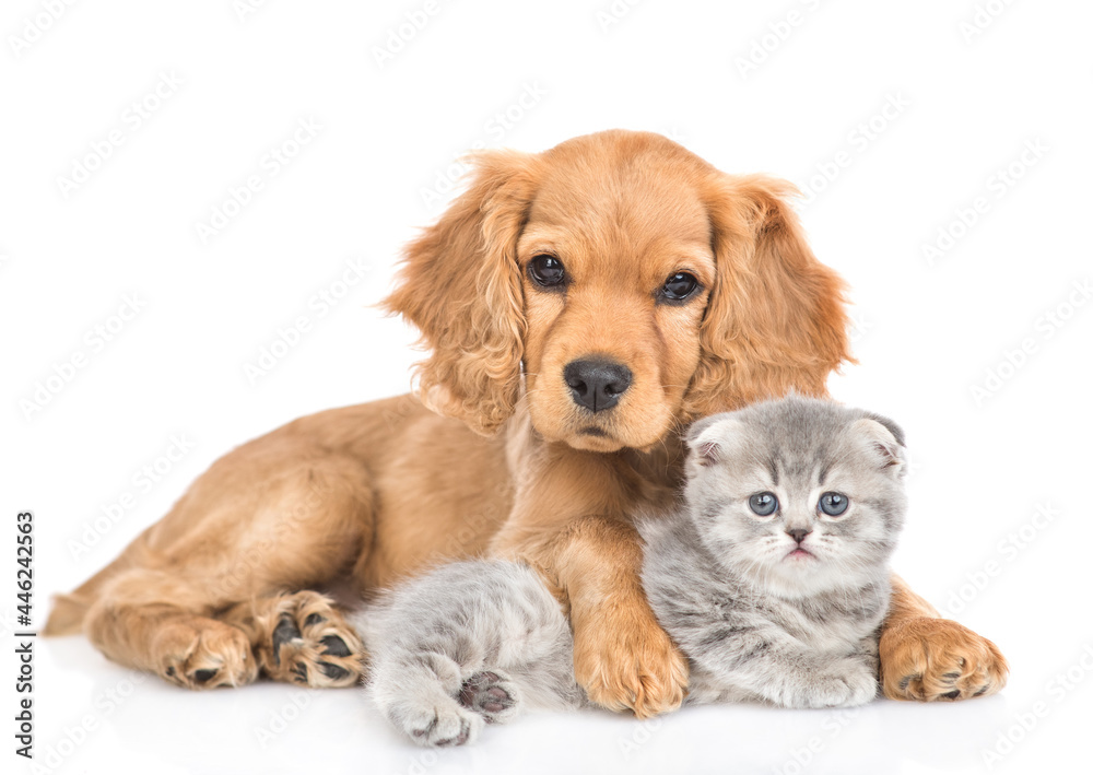 Aufkleber portrait of a friendly english cocker spaniel puppy dog hugs tiny kitten. isolated on white backgrou
