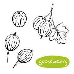 Gooseberry. Black line sketch collection of fruits and berries isolated on white background. Doodle hand drawn fruits. Vector illustration