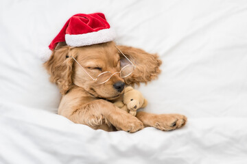Funny English Cocker spaniel puppy wearing red santa hat hugs toy bear and sleeps under white...