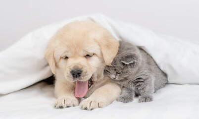 Yawning Golden Retriever puppy and gray kitten lying together under white warm blanket on a bed at home