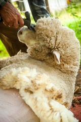 Shearing of a sheep, where you can already see sheared parts and wool on the ground.