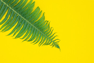 A green fern leaf on a yellow background. Top view, copy space