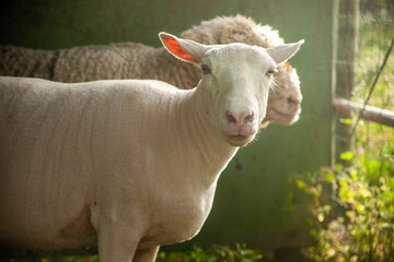A sheep already shorn with another one behind it yet to shear