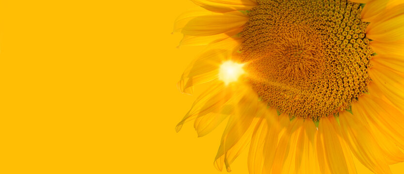 Large sunflower isolated on positive yellow background in sunbeams as concept of healthy lifestyle and proper nutrition for long promotional banner or label, greeting card, invitation, sticker, etc.