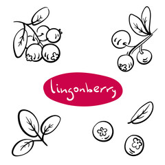 Lingonberry. Black line sketch collection of fruits and berries isolated on white background. Doodle hand drawn fruits. Vector illustration