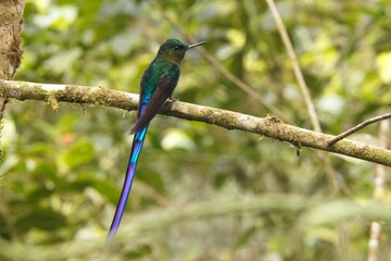 Hummingbird and Tanager in the Ecuadorian Chóco RainForest