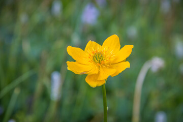 Obraz premium Beautiful wild yellow flower in front of green grass