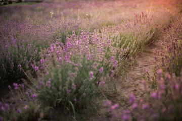 Fototapeta na wymiar Blooming lavender field in the sunset