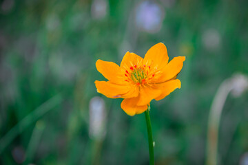 Obraz premium Beautiful wild yellow flower in front of green grass