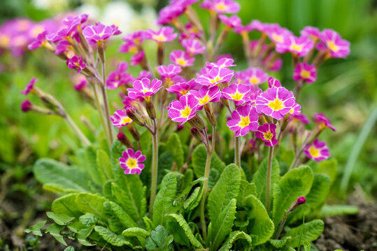 Spring flowers of Primula juliae (Julias Primrose) or purple primrose in the spring garden.