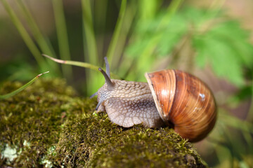 Burgundy snail (Helix pomatia, Roman snail, edible snail, escargot) on the moss. Close-up images