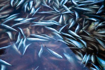 Fish catch floating in a sea water container, closeup