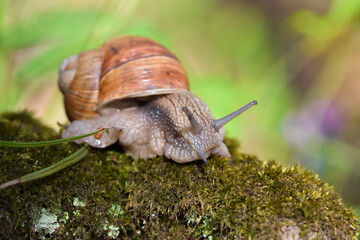 Burgundy snail (Helix pomatia, Roman snail, edible snail, escargot) on the moss. Close-up images