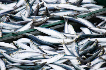 Fish catch in containers, closeup