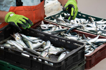 Fisherman sorting out the fish catch - 446245141