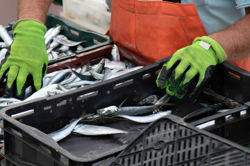 Fisherman sorting out the fish catch