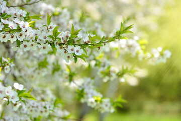White flowers of Prunus cerasifera. Natural background